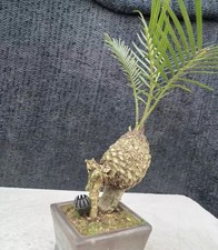 Cycas revoluta Thunb Giappone