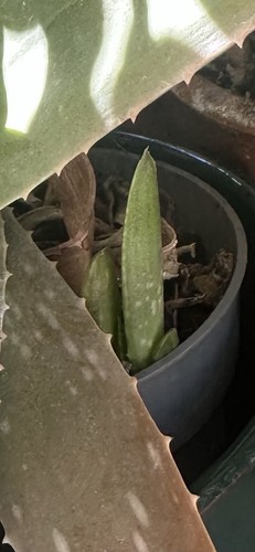 Pianta plant aloe vera baby - pianta,