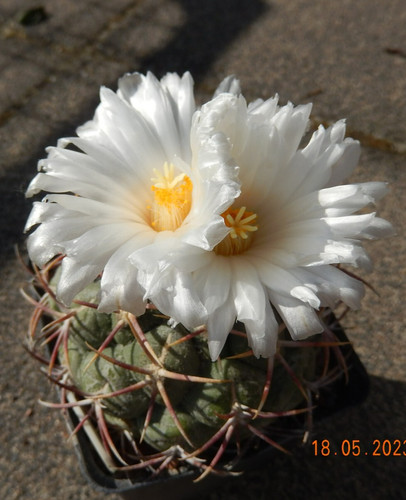 Semi thelocactus - 15,