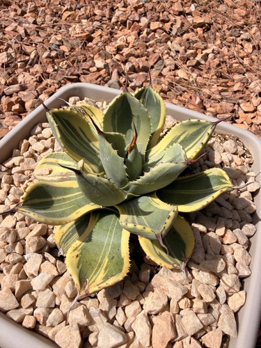 Agave parryi variegated - , lime