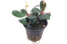 Bucephalandra sp. Red in vaso