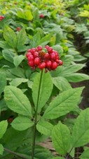 Ginseng panax - ginseng,