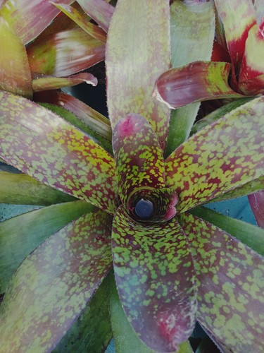 Neoregelia pianta tropicale - neoregelia,