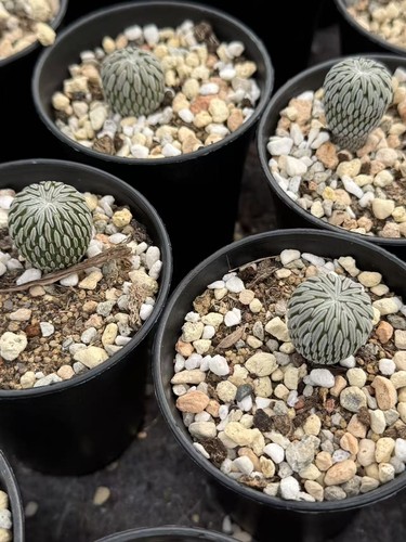 Rara succulenta pelecyphora - succulenta,