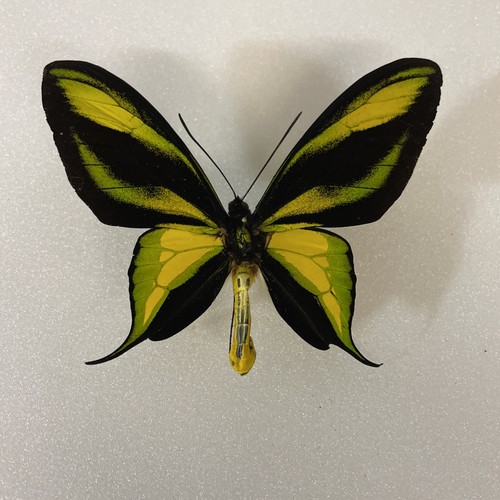 Ornithoptera paradisea