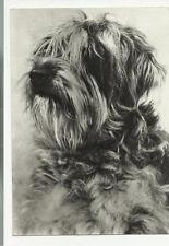 CARTOLINA DI CANE FAMOSO  LEDA