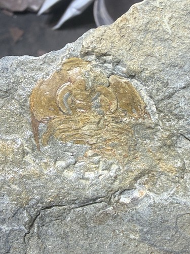 Olenellus trilobite - olenellus,