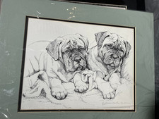 Bullmastiff Matted stampa