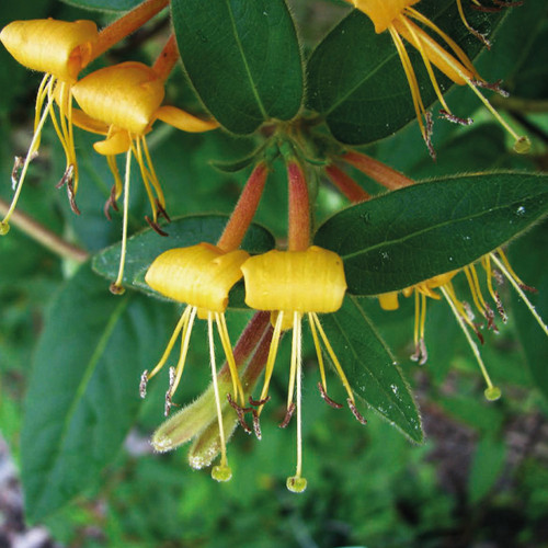 Caprifoglio vite lonicera - di, (lonicera