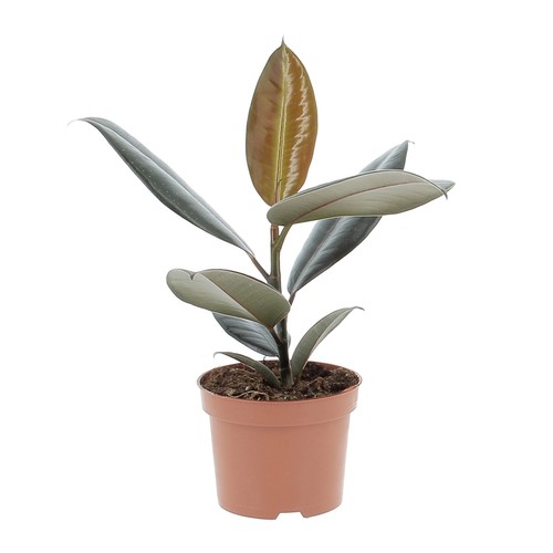 Kentis ficus elastica - kentis,