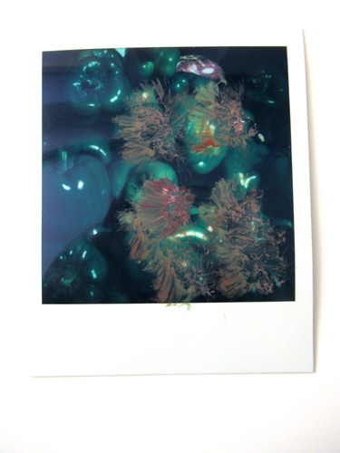 Araki polaroid originale - araki:,
