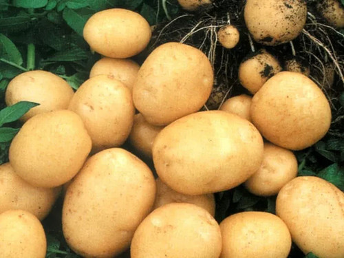 Farmer potato seeds g - seeds, 0.02