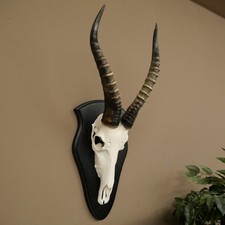 Blessbock Antilope Africana