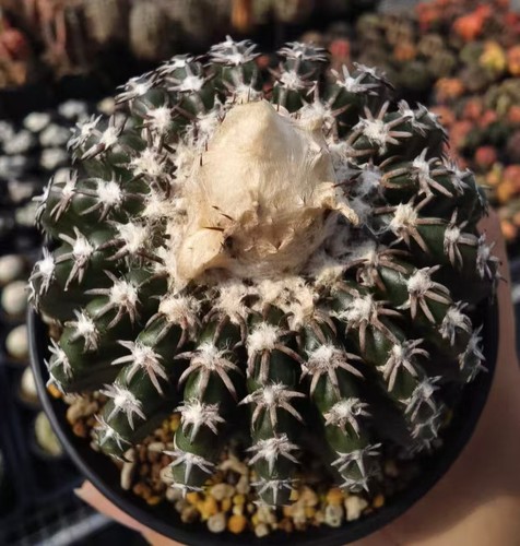 Discocactus horstii wysiwyg - discocactus,