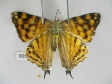 L4608. Insetti, Lycaenidae