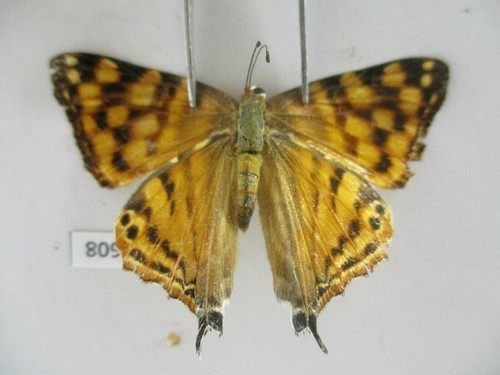 L4608 insetti lycaenidae - l4608.,