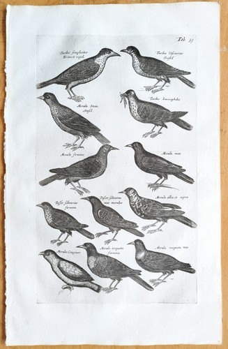 Uccellini - 39),