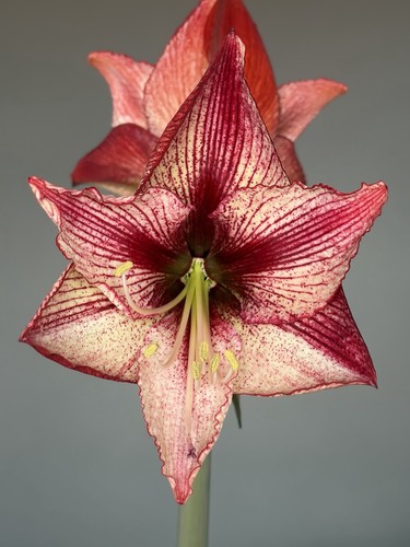 Hippeastrum relevation self - relevation, x