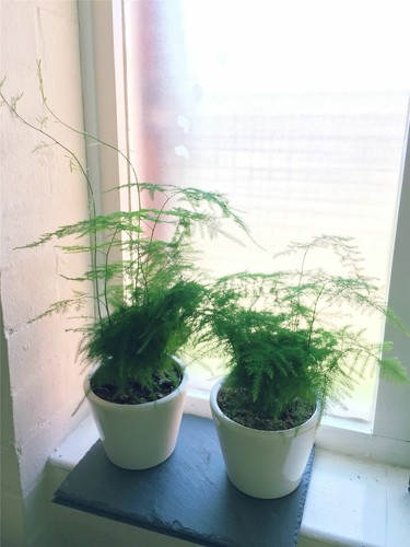 Felce asparagi pianta - di,