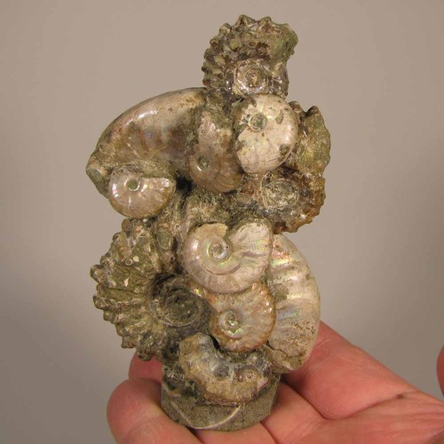 Raggruppamento ammonite - raggruppamento, a
