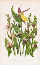 Cypripedium scarpa donna