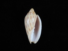 Sea Shell Amoria canaliculata