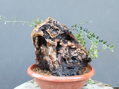 Bonsai olivastro 30x20cm - bonsai,