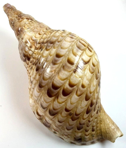 Tromba tritone conchiglia - di,