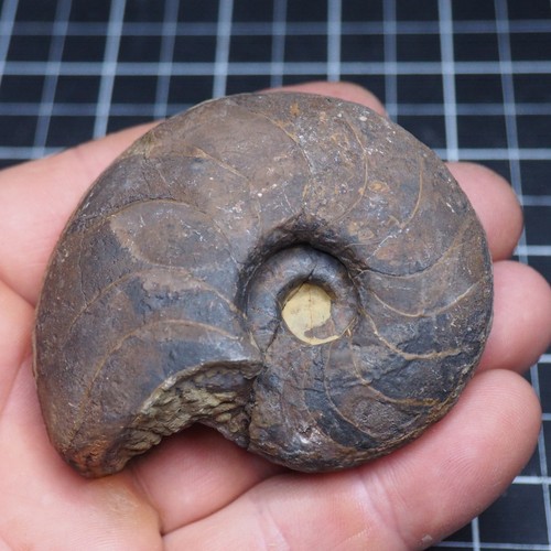 Goniatite ematite mm - goniatite,
