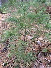 Eastern White Pine Tree
