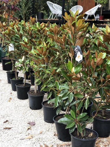 Magnolia grandiflora little - magnolia, "little