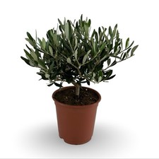 Pianta Di olivo CERTIFICATA ulivo olea europea vaso 15 cespuglietto cespuglio