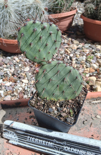 Opuntia phaeacantha var
