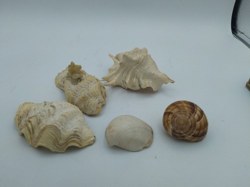Lotto conchiglie mare - conchiglie,
