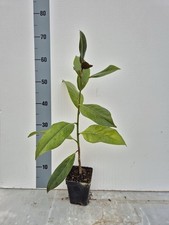 Pianta di Magnolia Sempreverde