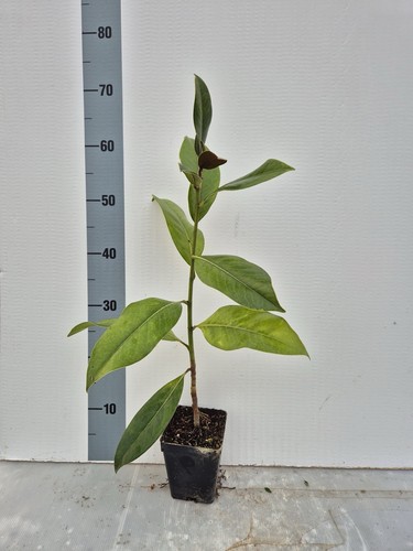 Pianta magnolia sempreverde - pianta, di