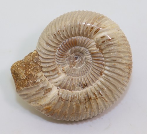 Ammonite divisosphinctes - ammonite,,