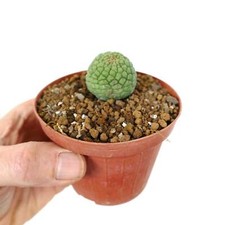 Larryleachia cactiformis SPECIMEN 79-90011 - Pianta succulenta straordinaria