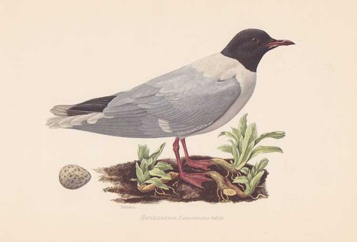 Zwergmöwe hydrocoloeus - zwergmöwe,