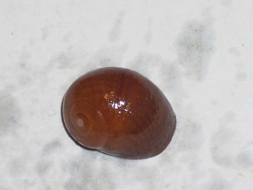 Littorina obtusata dark orange - obtusata,