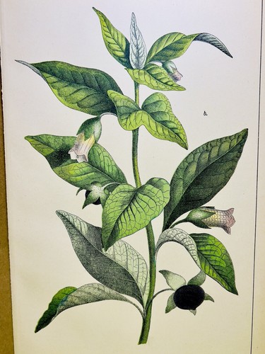 Antico poster fiore - poster, natura