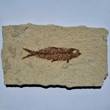 Pesce Fossile KNIGHTIA EOCAENA