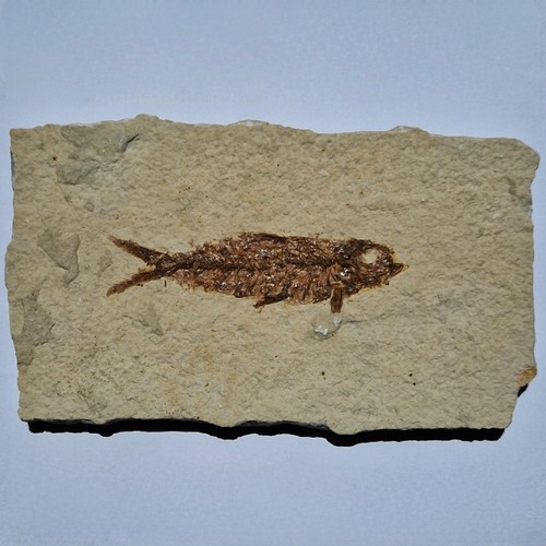Pesce fossile knightia eocaena - pesce,