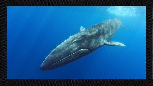 Fin whale ocean bar runner - whale,