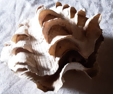 Tridacna + Conchiglie Antiche