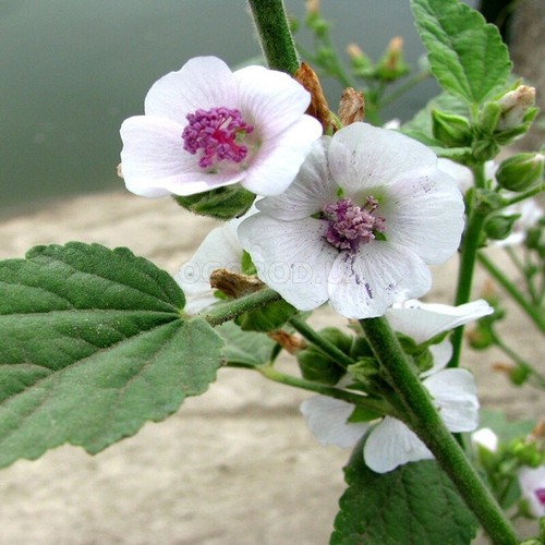 Althaea seёds 1500 - seёds,1500,