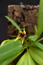Orchidea Masdevallia brachyantha