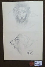 LEONE VECCHIO DISEGNO BOZZETTO STUDIO DEL PITTORE G. PANCALDI 1922-2014 P28.7