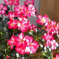 5 semi di Adenium obesum PINK