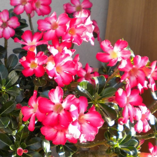 Semi adenium obesum pink - 5,